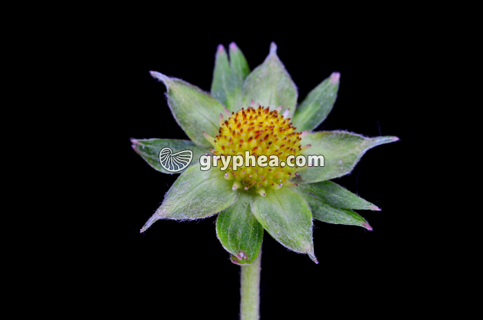 Fraisier des bois (Fragaria vesca) - Fleur agée - gryphea.com